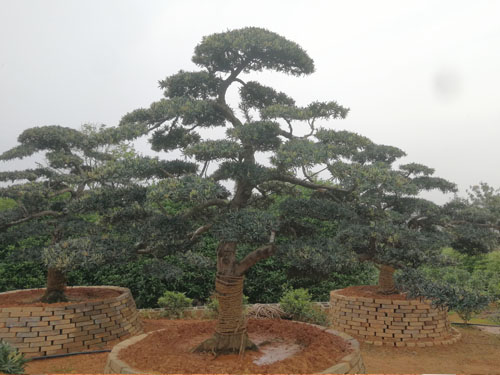 造型羅漢松